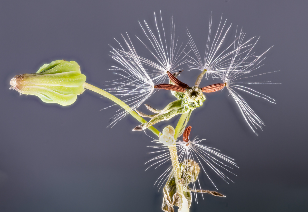 Parachute seeds of unidentified plant